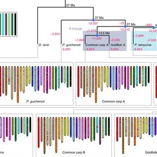 Parallel subgenome structure and divergent expression evolution .